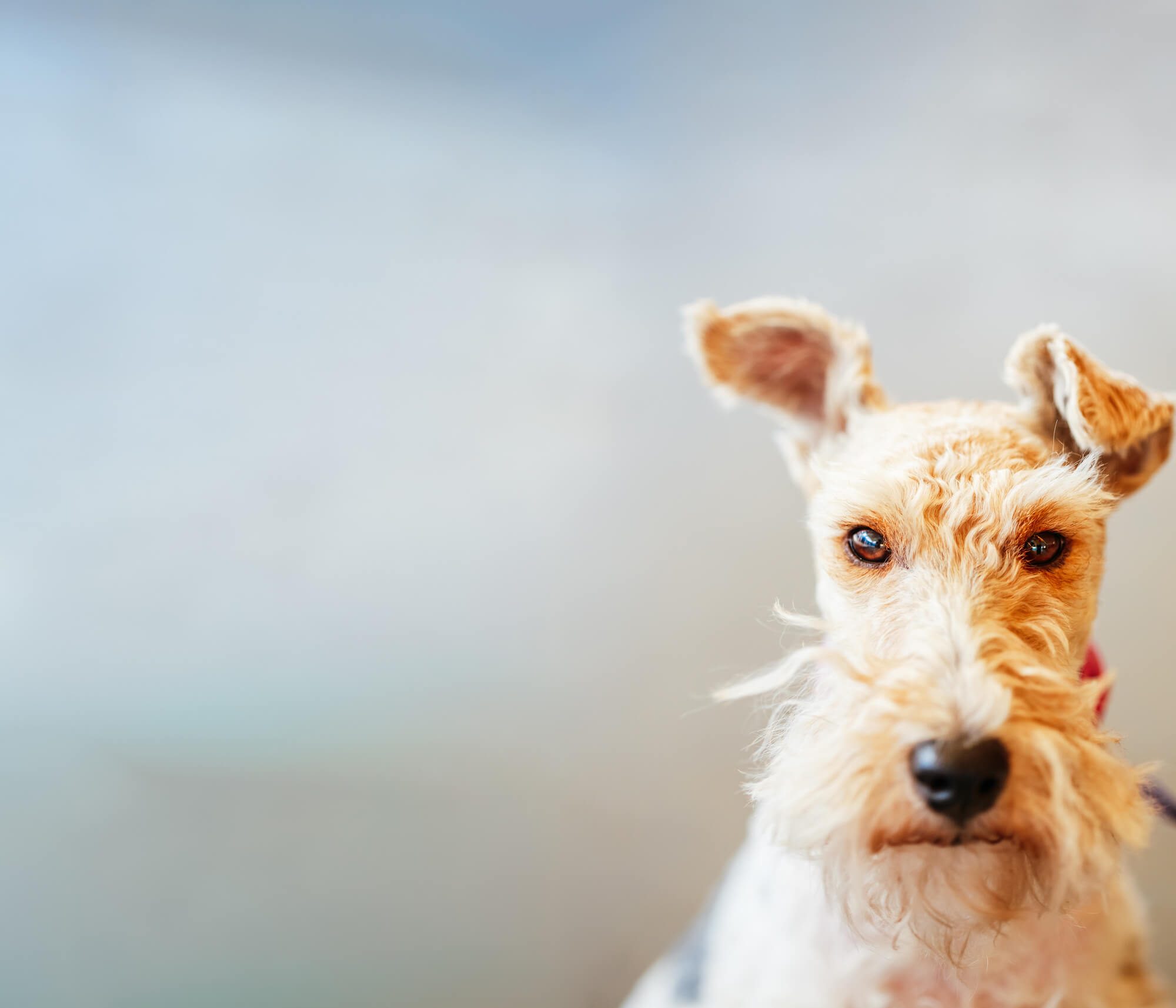 ワイヤーフォックステリアの寿命・かかりやすい病気